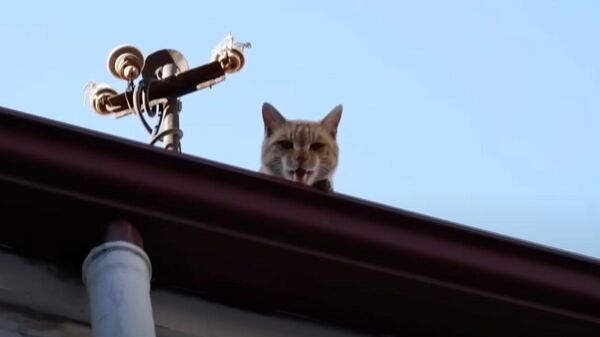 В турецком городе Чорум кот четыре года живет на крыше - Sputnik Литва