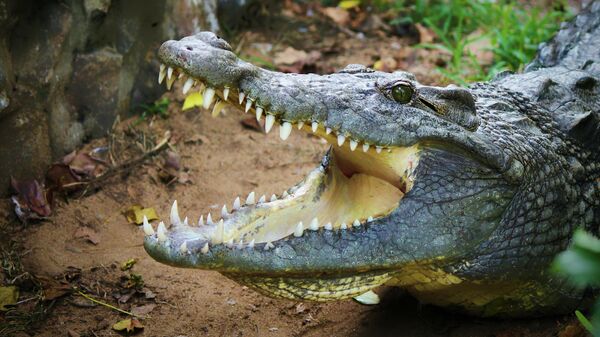 Крокодил, архивное фото - Sputnik Lietuva