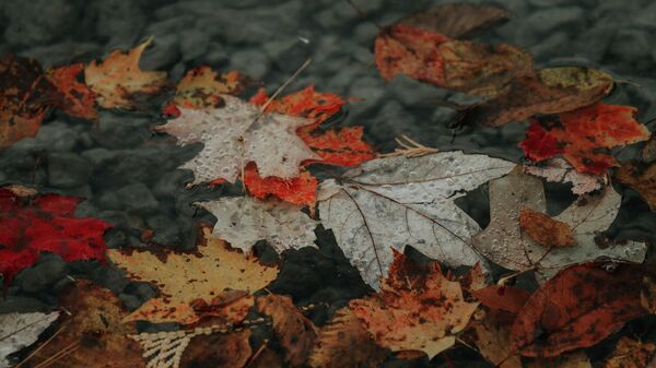 Осенние листья в луже, архивное фото - Sputnik Литва