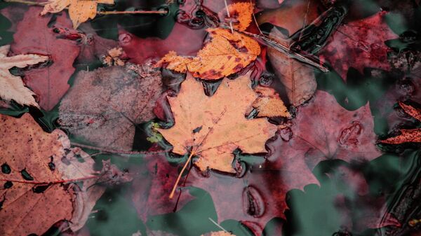 Осенние листья в луже, архивное фото - Sputnik Литва