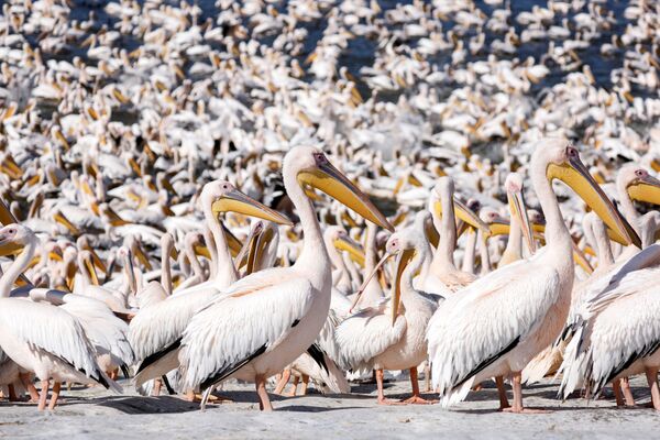 Migruojantys didieji baltieji pelikanai renkasi prie vandens rezervuaro Mishmar Hasharon mieste, centriniame Izraelyje, 2021 metų lapkričio 8 dieną. - Sputnik Lietuva
