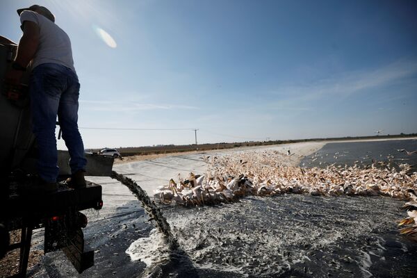 2021 metų lapkričio 8 dieną Mišmar Hašarono mieste, Izraelio centre, pagal Izraelio gamtos ir parkų administracijos finansuojamą projektą, kuriuo siekiama užkirsti kelią pelikanams maitintis iš komercinių žuvų veisimo baseinų, migruojantys baltieji pelikanai šeriami vandens telkinyje. - Sputnik Lietuva