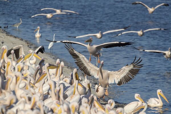 Didieji baltieji pelikanai nusileidžia valgyti žuvies. - Sputnik Lietuva