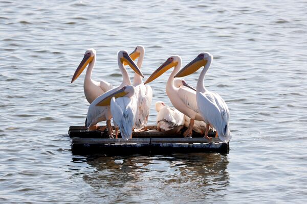 Migruojantys didieji baltieji pelikanai plūduriuoja vandens rezervuare Mishmar Hasharon mieste, centriniame Izraelyje. - Sputnik Lietuva