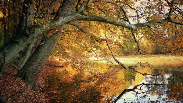 Осенний лес, архивное фото - Sputnik Литва