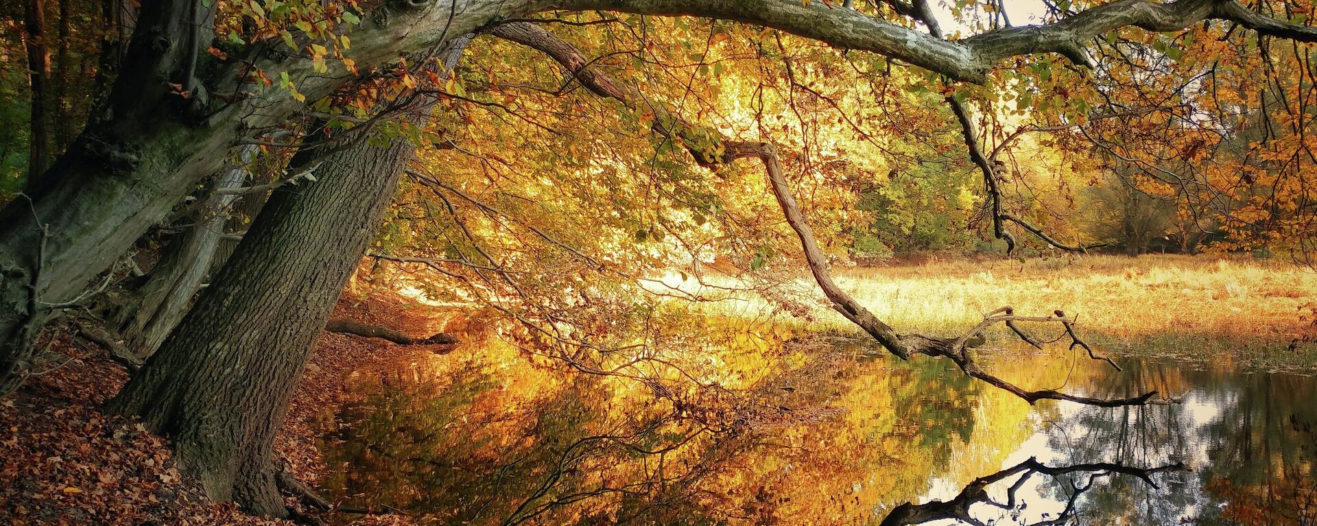 Осенний лес, архивное фото - Sputnik Литва, 1920, 10.11.2022