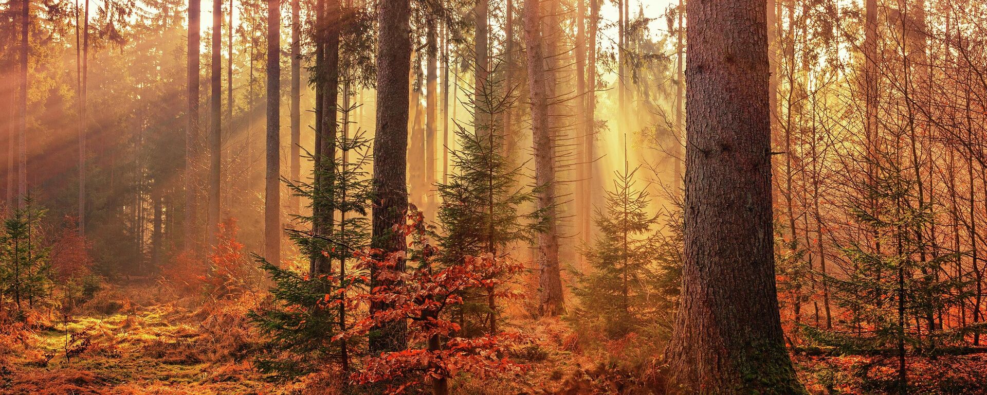 Осенний лес, архивное фото - Sputnik Литва, 1920, 18.11.2022