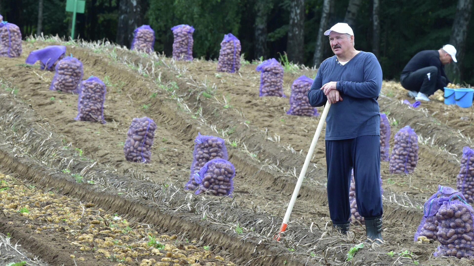 Президент Белоруссии Александр Лукашенко в поле во время сбора урожая картофеля - Sputnik Lietuva, 1920, 30.11.2021