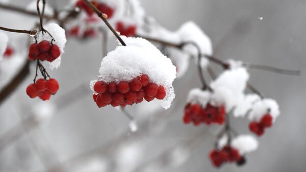 Ветки калины под снегом, архивное фото - Sputnik Литва
