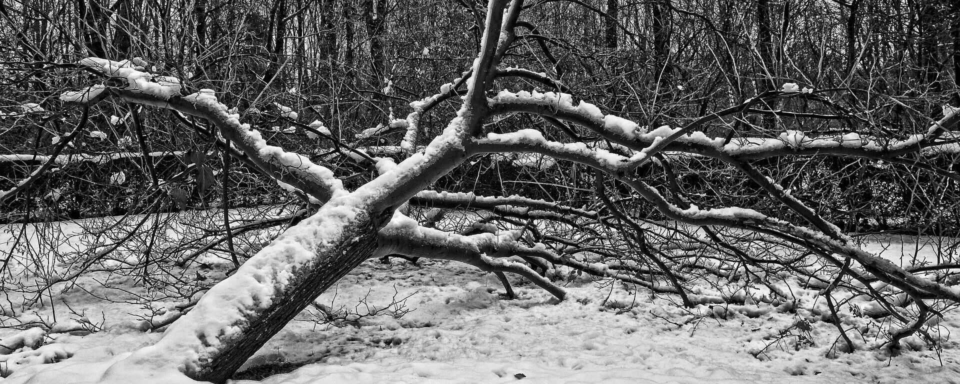 Поваленное дерево, архивное фото - Sputnik Литва, 1920, 13.03.2023