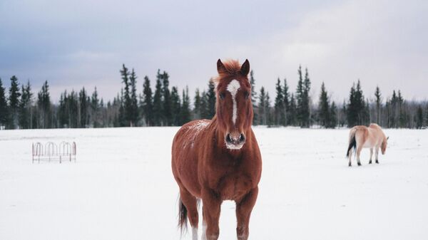 Лошади, архивное фото - Sputnik Литва