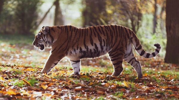 Амурский тигр, архивное фото - Sputnik Литва