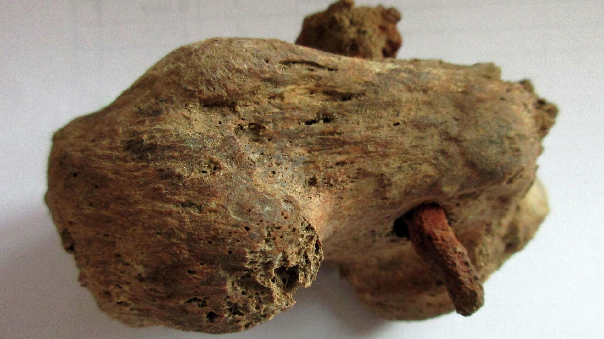 Skeleto su vinimi fragmentas, rastas atliekant kasinėjimus Fenstantono kaime - Sputnik Lietuva, 1920, 12.12.2021
