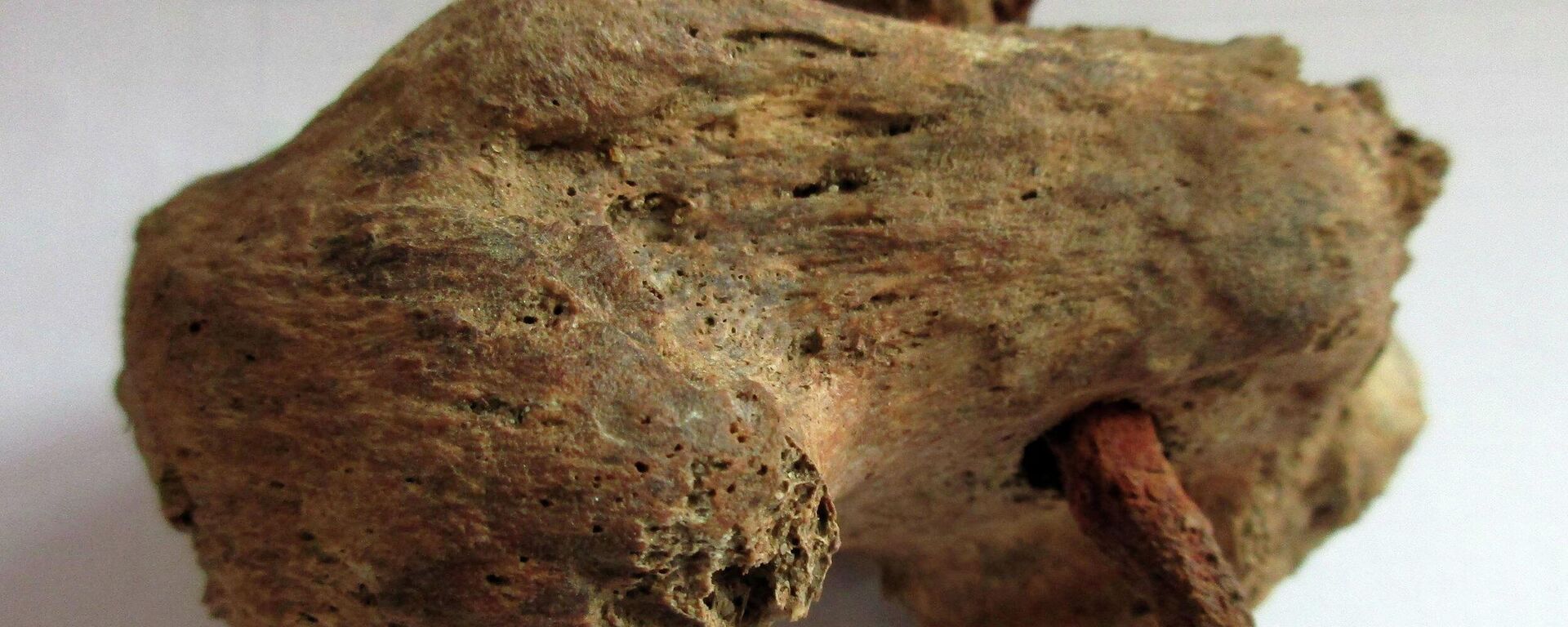 Skeleto su vinimi fragmentas, rastas atliekant kasinėjimus Fenstantono kaime - Sputnik Lietuva, 1920, 12.12.2021
