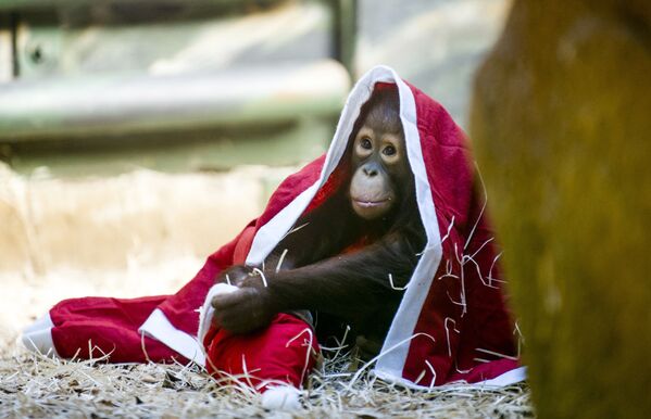 2014 metų gruodžio 21 dieną, sekmadienį, zoologijos sode, esančiame 146 km į rytus nuo Prahos, Čekijos Respublikoje, orangutangų jauniklis žaidžia su kalėdiniu kostiumu. Kai kuriems zoologijos sodo gyvūnams Kalėdų diena atėjo anksti, kadangi darbuotojai ruošė globotiniams dovanas: džiovintų vaisių, riešutų, drabužių ar patiekalų. - Sputnik Lietuva