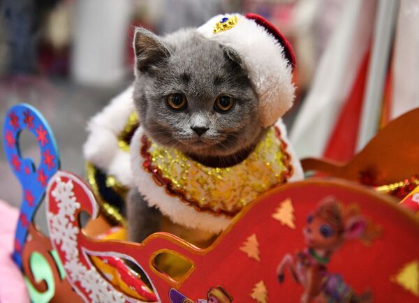 Kalėdų Seneliu apsirengęs britų kačiukas parodoje &quot;KoBalls Show&quot; Maskvoje. - Sputnik Lietuva
