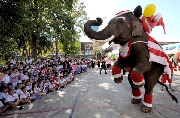 2008 metų gruodžio 23 dieną Kalėdų Senelio kostiumu apsirengęs dramblys pasirodo per Kalėdų šventę mokykloje Ajutajos provincijoje, šiaurinėje Bankoko dalyje. Šis renginys buvo surengtas kaip kampanijos, skirtos Kalėdų festivaliui Tailande reklamuoti, dalis. - Sputnik Lietuva