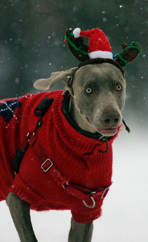 2005 metų gruodžio 4 dieną Bostone šuo, vardu Casey, dėvi šiaurės elnio kepurę ir megztinį, Bostone, kai šiaurės rytų JAV miestuose iškrito pirmasis sniegas šį sezoną. Numatoma, kad bendras sniego aukštis bus nuo vieno iki trijų colių (2,5–7,5 cm). - Sputnik Lietuva