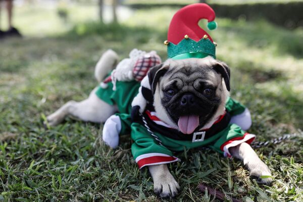 Kalėdų kostiumą vilkintis šuo dalyvauja šunų mados konkurse Limoje, Peru, 2021 metų gruodžio 16 dieną. - Sputnik Lietuva
