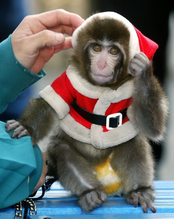 Penkių mėnesių beždžionė Chap, apsirengusi Kalėdų Seneliu, pasirodo viešumoje Arakawa parke, Tokijuje, 2003 m. gruodžio 19 d., kaip dalis metų pabaigos renginių. Chap pasirodys ir kitais metais, švęsdama artėjančius &quot;Beždžionės metus&quot;. - Sputnik Lietuva