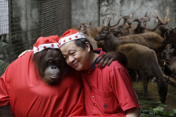 Orangutanas, vardu Pacquiao, ir zoologijos sodo savininkas Manny Tangco, vilkintis Kalėdų Senelio kostiumais, apsikabina priešais rudąjį Filipinų elnią 2014 metų gruodžio 18 dieną, Malabono mieste, į šiaurę nuo Manilos, Filipinuose. Kasmetinė šventė skirta paskatinti gyventojus būti jautrius gyvūnų savijautai, ypač, kai per šventes paleidžiami fejerverkai. - Sputnik Lietuva