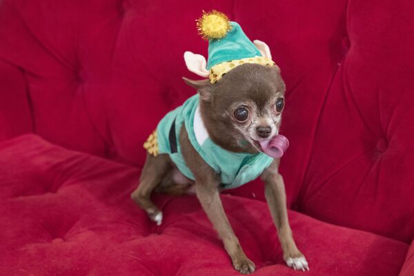 2016 metų lapkričio 10 dieną, nuotraukoje Chloe Kardoggian, 12 metų čihuahua, demonstruoja elfo kostiumą per &quot;PetSmart&quot; šventinės kolekcijos peržiūrą Niujorke. Amerikos naminių gyvūnėlių produktų asociacijos duomenimis, daugiau nei pusė šunų savininkų ir beveik 40 procentų kačių savininkų perka savo augintiniams dovanas Kalėdų ar Hanukos proga. - Sputnik Lietuva