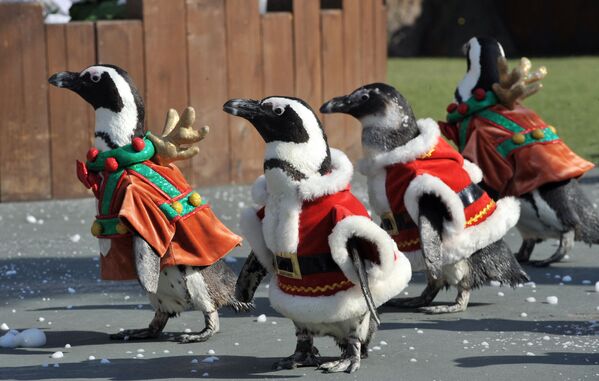 2010 metų lapkričio 16 dieną pingvinai, apsirengę Kalėdų Senelio kostiumais per reklaminį renginį &quot;Everland&quot; pramogų parke Jongine, į pietus nuo Seulo. - Sputnik Lietuva