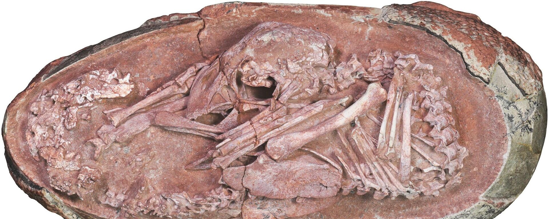 Kinijoje rastas teropodo dinozauro kiaušinis - Sputnik Lietuva, 1920, 25.12.2021