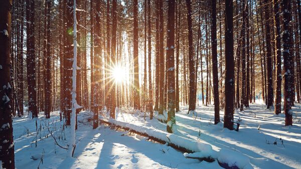 Зимний лес, архивное фото - Sputnik Литва