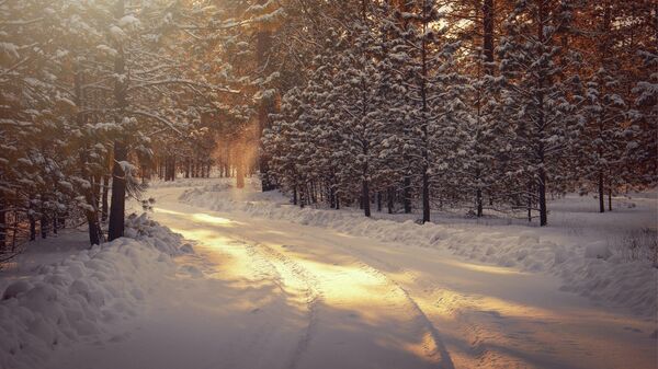 Зимний лес, архивное фото - Sputnik Lietuva