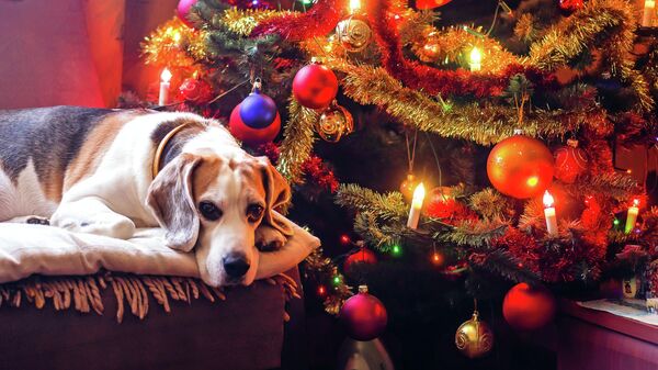 Šuo šalia Kalėdų eglutės - Sputnik Lietuva