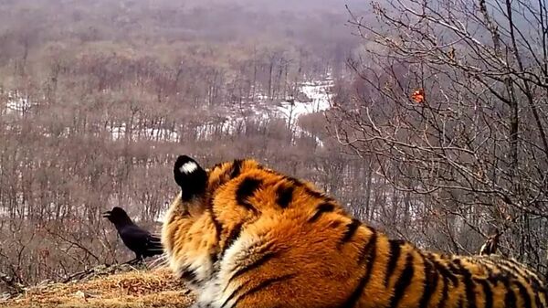 В Приморье сняли на видео общение амурского тигра и вороны - Sputnik Lietuva