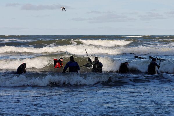 Gintaro ieškotojai renka gintarą Baltijos jūros pakrantėje. - Sputnik Lietuva