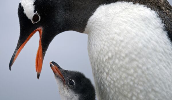Šioje 2015 metų sausio 22 dieną darytoje nuotraukoje Papuasinis pingvinas maitina savo kūdikį Bernardo O&#x27;Higgins stotyje Antarktidoje. &quot;Norint suprasti daugelį gyvūnų ir augalų įvairovės aspektų, svarbu suprasti, kada žemynai iširo&quot;, — sakė Ženevos universiteto geologas Richardas Spikingsas. — Taigi mes taip pat mokomės apie tikrąją Žemės senovę ir kaip tai padaryti. (Žemynai) buvo sukonfigūruoti kartu prieš milijardą metų, prieš pusę milijardo metų, prieš 300 milijonų metų&quot;, — sakė jis ir pridūrė, kad šios įžvalgos padės suprasti pagrindinį Antarktidos vaidmenį senovės superžemynų dėlionėje. - Sputnik Lietuva
