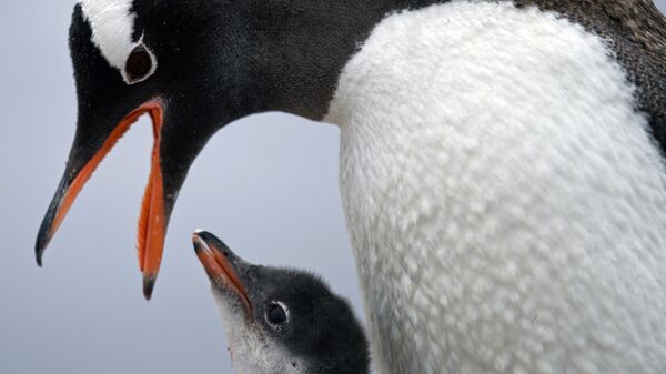 Papuasinis pingvinas maitina savo jauniklį Bernardo O'Higginso stotyje Antarktidoje - Sputnik Lietuva