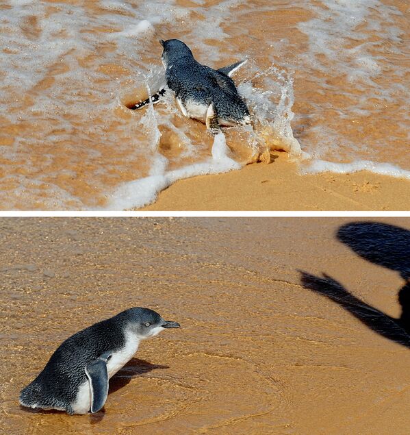Šiame 2009 metų kovo 20 dienos nuotraukų koliaže pavaizduoti du &quot;Mažieji pingvinai&quot;, lenktyniaujantys banglentėmis ir kitoje nuotraukoje pingvinas, kuris nežino, kur eiti, kai veterinarijos slaugytoja Amy Twentyman bando juos paleisti į atvirą vandenyną netoli Sidnėjaus. Du paleisti pingvinai ką tik buvo gydomi Sidnėjaus Tarongos zoologijos sodo laukinės gamtos ligoninėje po to, kai buvo rasti skirtinguose Naujojo Pietų Velso pakrantės paplūdimiuose, o vienas buvo įstrigęs jūros dumbliuose. Tarongos zoologijos sodo laukinės gamtos ligoninėje kasmet gydoma apie 30 pingvinų. - Sputnik Lietuva