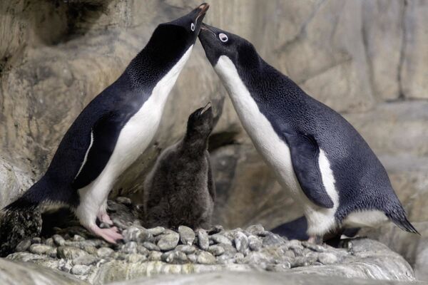 Jaunesnis nei mėnesio amžiaus Adelijos pingvinų jauniklis (Pygoscelis adeliae) yra saugomas savo tėvų, o 2018 metų sausio 17 dieną jis buvo atkurtoje Antarkties zoologijos sode Gvadalacharos zoologijos sode, Jalisco valstijoje, Meksikoje. Remiantis zoologijos sodo ataskaita, tai yra pirmasis sėkmingas šios rūšies gimimas Lotynų Amerikoje nuo 2015 metų, kai pingvinai atvyko į zoologijos sodą. - Sputnik Lietuva