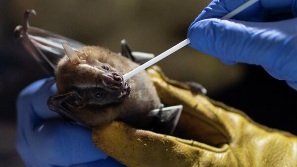 Mokslininkas paima mėginį iš šikšnosparnio burnos - Sputnik Lietuva