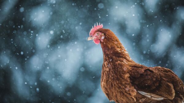 Курица и снегопад, архивное фото - Sputnik Литва