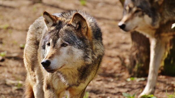 Волки, архивное фото - Sputnik Литва