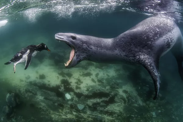 Amerikiečių fotografo Amoso Nachoumo, "World Nature Photography Awards 2021" laureato, nuotrauka "Leopardinis ruonis persekioja Gentoo pingviną" Amerikiečių fotografo Amoso Nachoumo, "World Nature Photography Awards 2021" laureato, nuotrauka "Leopardinis ruonis persekioja Gentoo pingviną" - Sputnik Lietuva