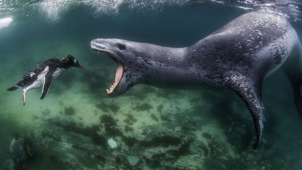 Amerikiečių fotografo Amoso ​​Nachoumo, World Nature Photography Awards 2021 laureato nuotrauka, Leopardinis ruonis persekioja Gentoo pingviną - Sputnik Lietuva