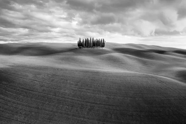 Italų fotografo Federico Testi peizažas su medžiais, pelnęs pirmąją vietą gamtos meno kategorijoje. Italų fotografo Federico Testi peizažas su medžiais, pelnęs pirmąją vietą gamtos meno kategorijoje. - Sputnik Lietuva