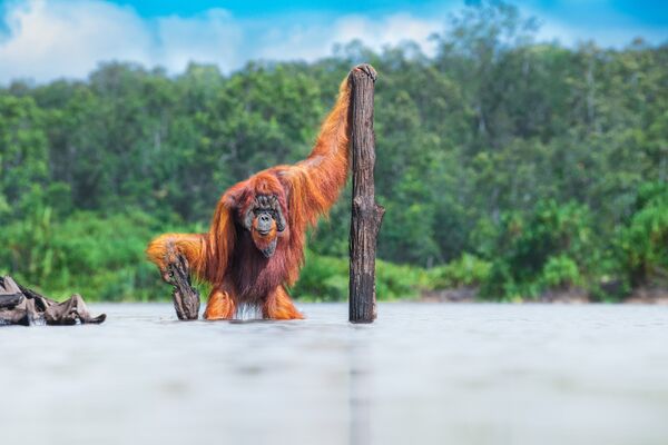 Kanados fotografo Thomaso Vijayano nufotografuotas Borneo orangutanas, kuris laimėjo pirmąją vietą kategorijoje &quot;Gyvūnai jų buveinėse&quot;. - Sputnik Lietuva