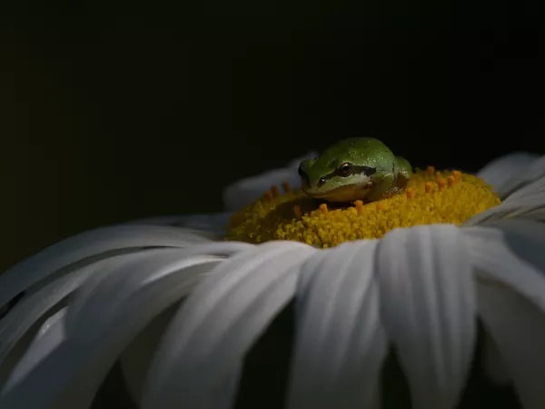 "Pacific tree frog", kurią nufotografavo Kanados fotografas Shayne Kaye. Kategorijos "Elgesys – varliagyviai ir ropliai" laimėtojas. "Pacific tree frog", kurią nufotografavo Kanados fotografas Shayne Kaye. Kategorijos "Elgesys – varliagyviai ir ropliai" laimėtojas. - Sputnik Lietuva