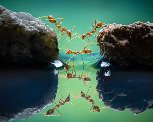 Raudonąsias skruzdėles nufotografavo Singapūro fotografas Chin Leong Teo, kuris laimėjo pirmąją vietą "World Nature Photography Awards 2021" kategorijoje "Behaviour - Invertebrates". Raudonąsias skruzdėles nufotografavo Singapūro fotografas Chin Leong Teo, kuris laimėjo pirmąją vietą "World Nature Photography Awards 2021" kategorijoje "Behaviour - Invertebrates". - Sputnik Lietuva