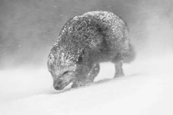 Reta mėlynoji arktinė lapė, kurią nufotografavo britų fotografas Vince'as Burtonas. Reta mėlynoji arktinė lapė, kurią nufotografavo britų fotografas Vince'as Burtonas. - Sputnik Lietuva