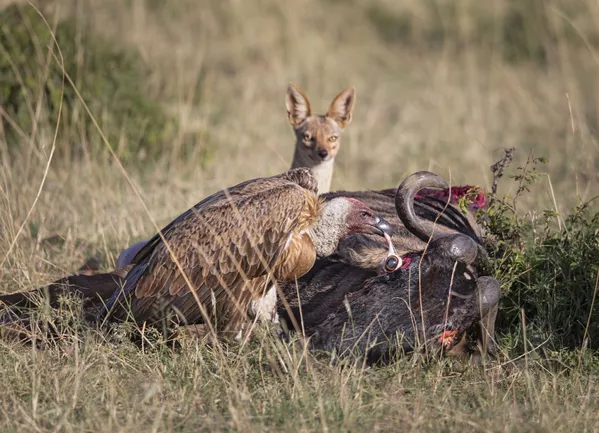 Indijos fotografo Ashoko Beheros grifas ir lapė vaišinasi gnu kategorijoje "Behaviour – Birds" laimėjo pirmąją vietą. Indijos fotografo Ashoko Beheros grifas ir lapė vaišinasi gnu kategorijoje "Behaviour – Birds" laimėjo pirmąją vietą. - Sputnik Lietuva