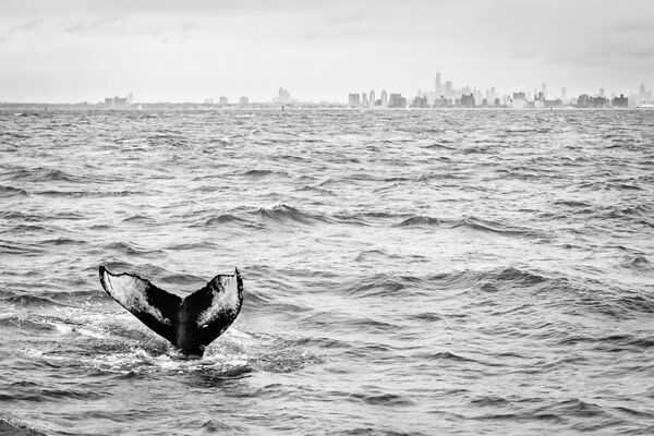 Kuprotąjį banginį užfiksavo amerikiečių fotografas Matthijs Noome, 2021 m. Pasaulio gamtos fotografijos apdovanojimų laureatas miesto laukinės gamtos kategorijoje. Jis sakė: &quot;Pagaliau pavyko pagauti tą kadrą, kurio norėjau: kuprotąjį banginį su Niujorko miesto centro panorama tolumoje. Kadangi vandens kokybės priemonės ir apsaugos pastangos per pastaruosius metus duoda realių rezultatų, kuprotieji banginiai Niujorko vandenyse tampa vis įprastesniu reginiu.&quot; - Sputnik Lietuva