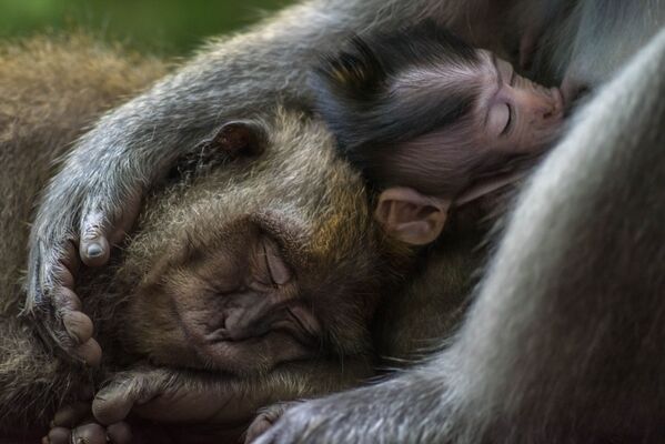 Ilgauodegės makakos nuotrauka, kurią padarė Tomas Vierusas iš Fidžio, gyvūnų portretų kategorijoje. Trys ilgauodegės makakos (Macaca fascicularis) karštą dieną Balyje, Indonezijoje, mėgaujasi viena kitos šiluma. Šie gyvūnai elgiasi labai panašiai kaip mes, žmonės, įskaitant mėgavimąsi vieni kitų draugija. Makakos yra pripratusios prie žmonių ir dažniausiai aptinkamos aplink šventyklas, kur jos dažniausiai maitinasi šventyklos lankytojų paaukotu maistu. - Sputnik Lietuva